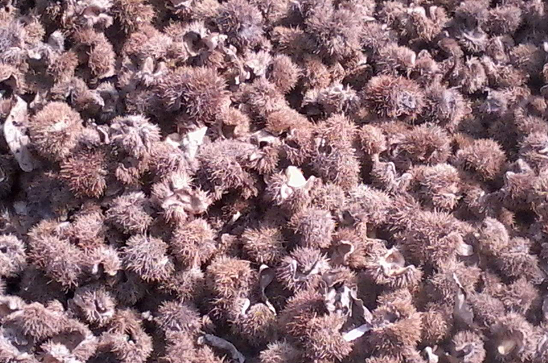 栗子殼-連續(xù)式炭化爐物