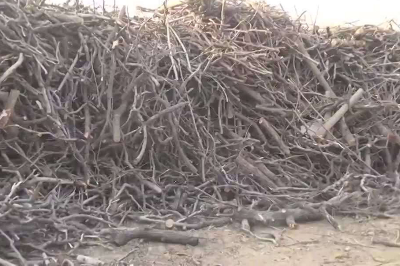 樹枝樹葉多了怎樣利用能賺錢？