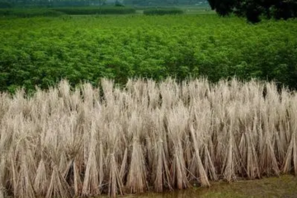 秸稈是農(nóng)業(yè)生產(chǎn)中產(chǎn)生的大量副產(chǎn)品，在傳統(tǒng)意義下往往被視為廢棄物，隨意處理。