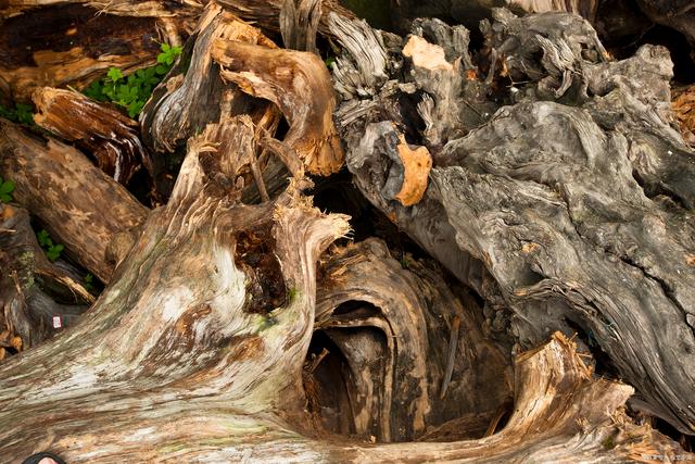 <strong>潛藏在地底的寶藏：連續(xù)式炭化爐碳化樹根</strong>