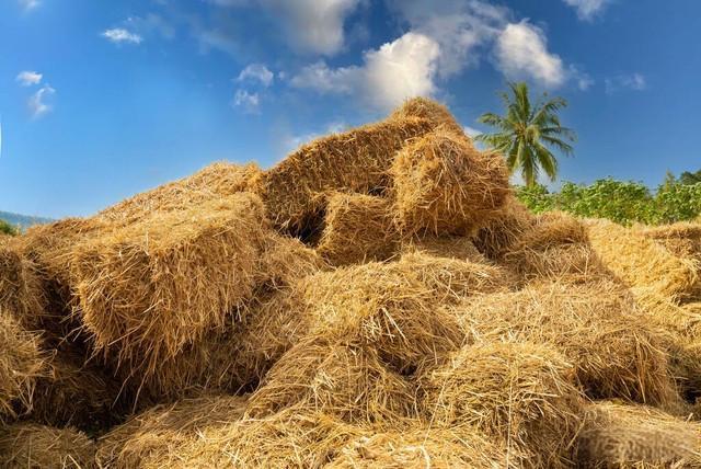 <strong>連續(xù)式碳化爐碳化稻殼秸稈的優(yōu)勢(shì)多多</strong>